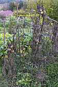 Tomatoes attacked by mildew inlate season, France, Vosges autumn