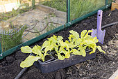 Planting lettuce in a greenhouse, France, Pas de Calais, spring