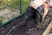 Preparing the ground in a greenhouse, France, Pas de Calais, spring