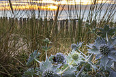 Seaside eryngo (Eryngium maritimum) growing in the dune, summer, Pas de Calais, France