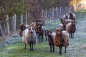 Shetland sheep used for eco-pasture, spring, Pas de Calais, France