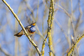 Bluethroat (Luscinia svecica) male singing on a branch, spring, Pas de Calais, France