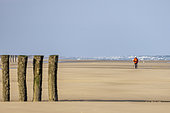 Walker on a beach on the Opal Coast in winter, Pas de Calais, France
