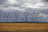 Field treated with herbicides in front of a network of high voltage lines, spring, North, France