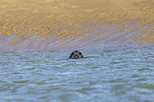 Grey seal (Halichoerus grypus) in the water, winter, Pas-de-Calais, Opal Coast, France