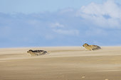 Harbor seal (Phoca vitulina) on a sandbank in winter, Pas de Calais France