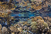 Effet miroir d'un magnifique récif corallien à marée basse, Récif Nord, Mayotte