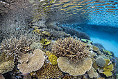 North Reef Corals, Mayotte