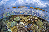 Le récif Nord à marée basse lord d'une grande marrée, Mayotte