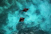 Double Manta. Reef manta ray (Mobula alfredi) seen from the sky. Mayotte