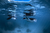 Double Manta. Reef manta ray (Mobula alfredi) under surface. Mayotte