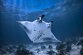 Reef manta ray (Mobula alfredi) in lagoon. Mayotte