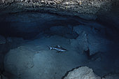 Grey reef shark (Carcharhinus amblyrhynchos) in a cave at a depth of 60 metres. Mayotte