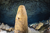 Pagure, a crustacean not yet described, photographed at a depth of 75 metres in the famous passe bateau cave. Mayotte
