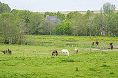 Horse breeding, La Vallée du Dun, Le Bourg-Dun, Pays de Caux, Seine Maritime, Haute Normandie, France