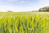 Common barley (Hordeum vulgare) field