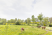 Elevage de chevaux, La Vallée du Dun, Le Bourg-Dun, Pays de Caux, Seine Maritime, Haute Normandie, France