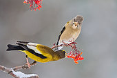 Evening Grosbeak (Coccothraustes vespertinus) male and female on American mountain ash (Sorbus americana), Saguenay lac St Jean region, Province of Quebec, Canada
