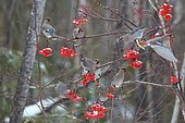 Bohemian waxwing (Bombycilla garrulus) eating American mountain ash (Sorbus americana) berries, Region Saguenay lac St Jean, Provinz Quebec, Kanada