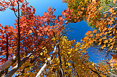 Maple tree (Acer) in autumn, Saguenay lac St Jean region, Province of Quebec, Canada