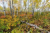 Aspen forest, Autumn atmosphere, Saguenay lac St Jean region, Province of Quebec, Canada