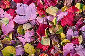 Carpet of leaves in autumn, fallen leaves in the forest, Saguenay lac St Jean region, Province of Quebec, Canada