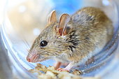 Dalton's mouse (Praomys daltoni), Casamance, Senegal