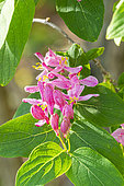 Tatarian Honeysuckle, Lonicera tatarica, flowers