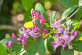 Tatarian Honeysuckle, Lonicera tatarica, flowers