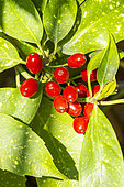 Japanese Aucuba, Spotted Laurel, Aucuba japonica 'Longifolia', berries
