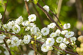 Bridalwreath Spiraea, Spiraea prunifolia 'Plena', flowers
