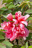 Tree Peony, Paeonia 'Madame Stuart Low', flower