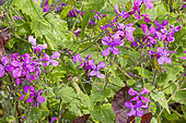 Purple flowered honesty, Lunaria annua 'Purple', flowers