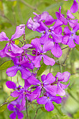 Purple flowered honesty, Lunaria annua 'Purple', flowers