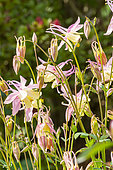 mac kana Columbine hybrid, Aquilegia x cultorum 'McKana Hybrid', flowers
