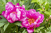 Tree peony, Paeonia Itoh 'First Arrival', flowers