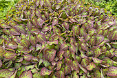 Red barrenwort, Epimedium rubrum, foliage
