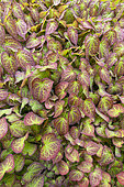 Red barrenwort, Epimedium rubrum, foliage