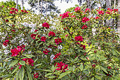 Rhododendron 'Moser's Maroon' in bloom