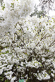Japanese Azalea, Azalea japonica 'Palestrina' in bloom