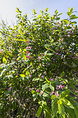 Tatarian Honeysuckle, Lonicera tatarica, in bloom