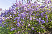 Persian Lilac, Syringa persica, in bloom
