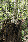 Yellow birch (Betula alleghaniensis) growing in an old stump in forest, Mauricie national park, Quebec, Canada