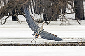 Great blue heron (Ardea herodias) landing on a thawing river. Center Quebec region. Canada