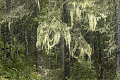 Common witch's-hair lichen (Alectoria sarmentosa) in a forest in the Parc de Gaspésie. Province of Quebec. Canada.