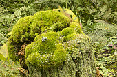 Tree stump covered with mosses and various plants. Gaspesie Park. Province of Quebec. Canada.