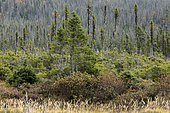 Black spruce (Picea mariana) and balsam fir (Abies balsamea) forest. Gaspesie Park. Province of Quebec. Canada.