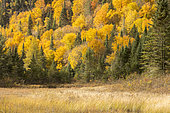 Forest in fall color from Lake Wapizagonke. Mauricie National Park. Province of Quebec. Canada.
