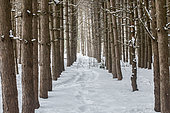 Plantation of red pines (Pinus resinosa), Mauricie region. Province of Quebec. Canada.