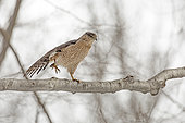 Cooper's Hawk (Accipiter cooperii) stretching its wings. Southern Mauricie region. Province of Quebec. Canada.